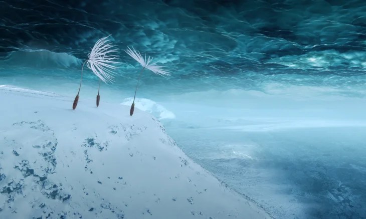 Dandelion’s Odyssey