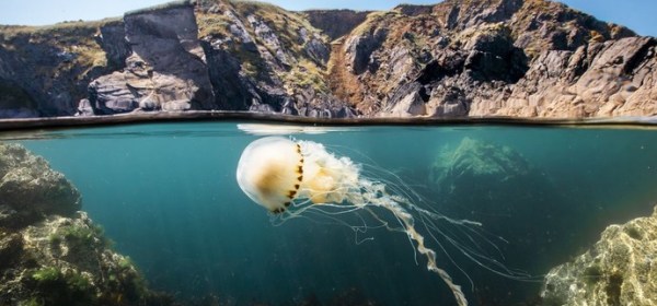 Ocean with David Attenborough